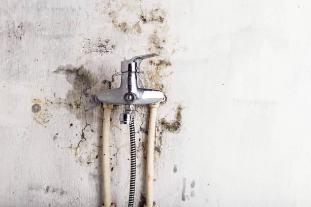 Best Affordable Mold Removal  in Hermann, MO