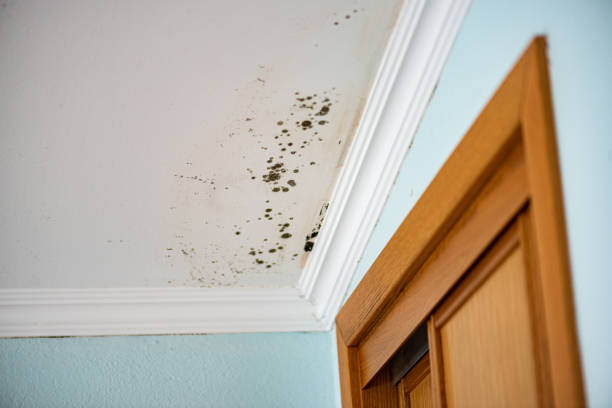 Best Professional Mold Removal  in Hermann, MO