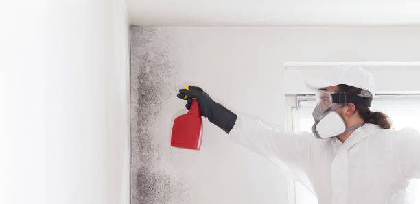 Best Home Mold Removal  in Hermann, MO