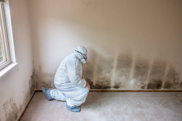 Best Certified Mold Removal  in Hermann, MO