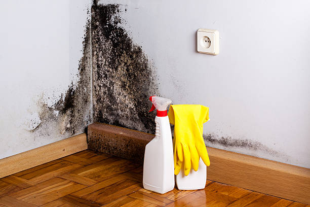 Best Mold Damage Repair  in Hermann, MO