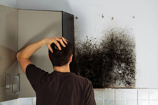 Home Mold Removal in Hermann, MO